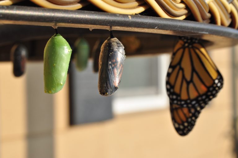 Butterfly emerging from cocoon. How to handle change in your relationship with Couples Therapy in Pasadena, CA