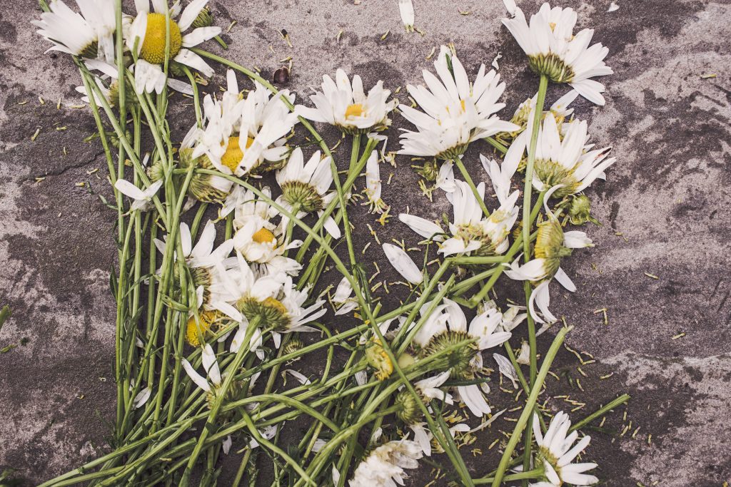 Flowers are laid on the grave of a loved one. Grief is difficult. Grief counseling at California Integrative Therapy in Sacramento, CA can help. 95765